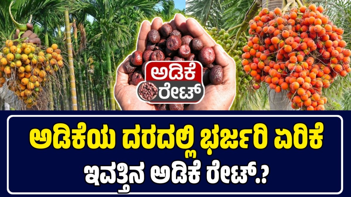 ಅಡಿಕೆ ಧಾರಣೆ