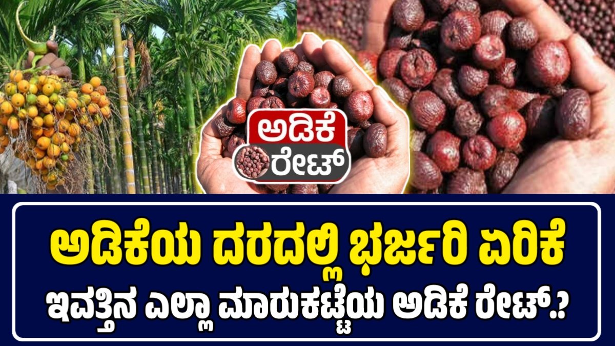 ಅಡಿಕೆ ಧಾರಣೆ