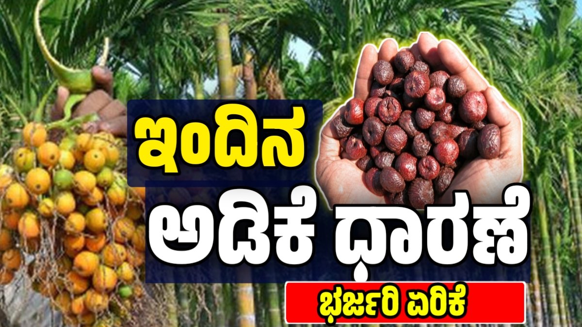 ಅಡಿಕೆ ಧಾರಣೆ