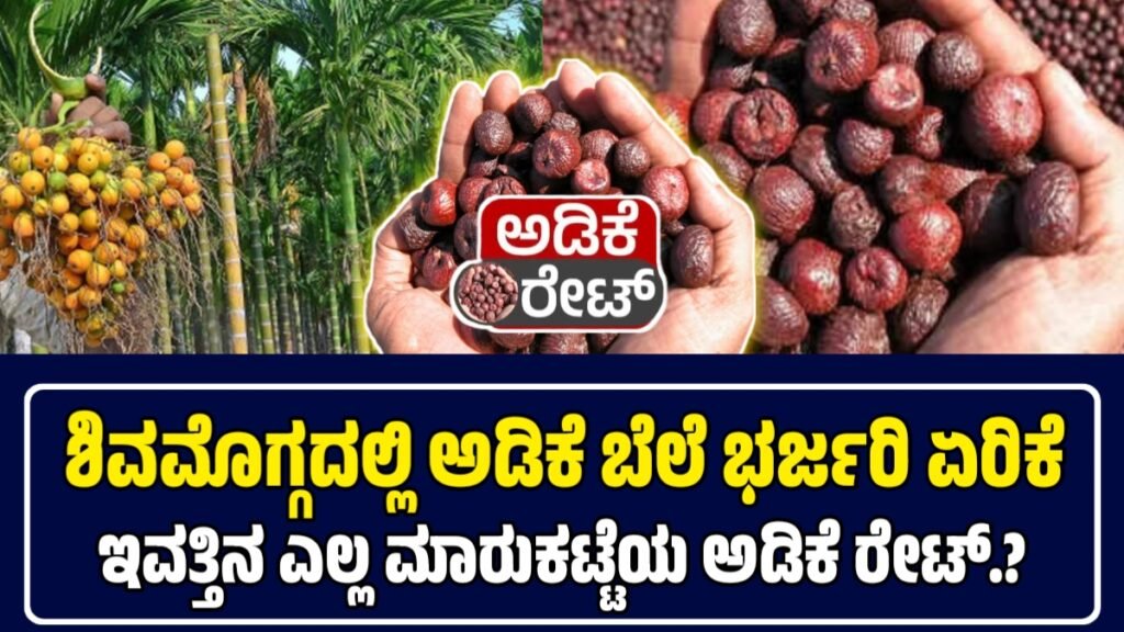 ಅಡಿಕೆ ಧಾರಣೆ