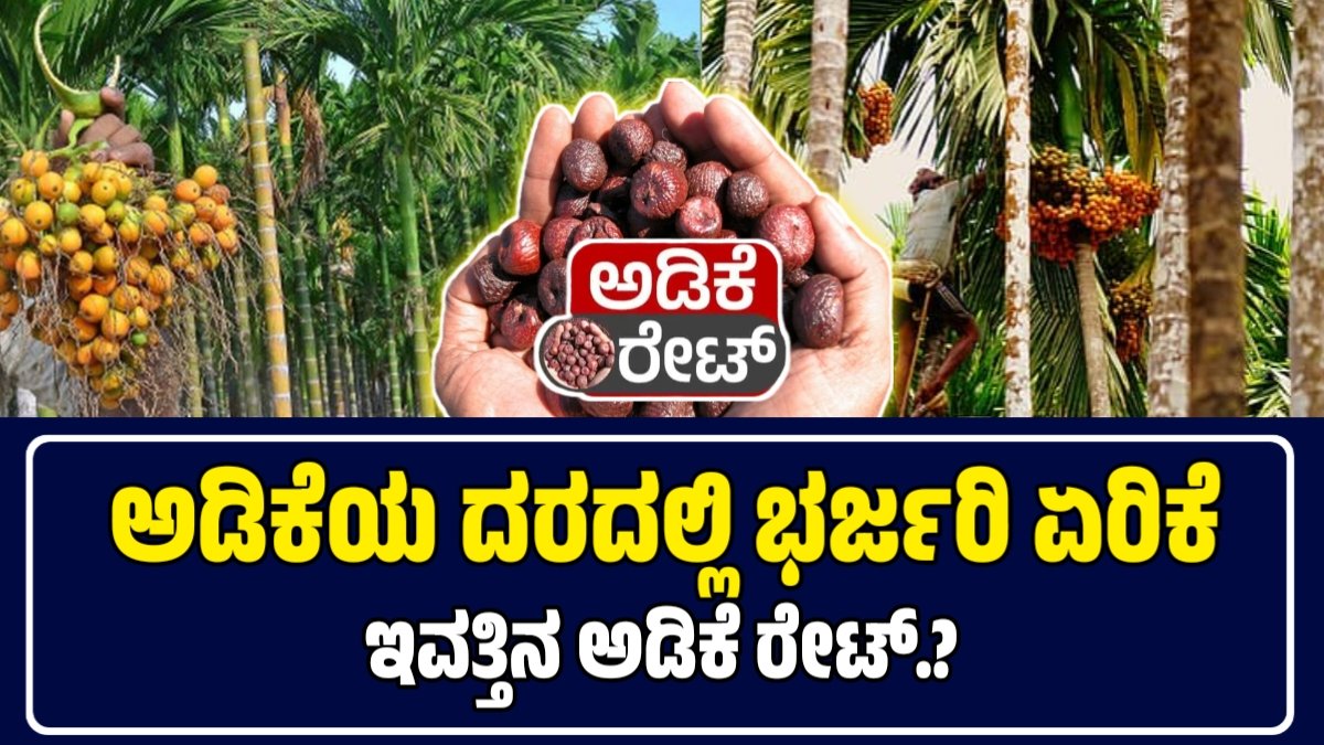 ಅಡಿಕೆ ಬೆಲೆ