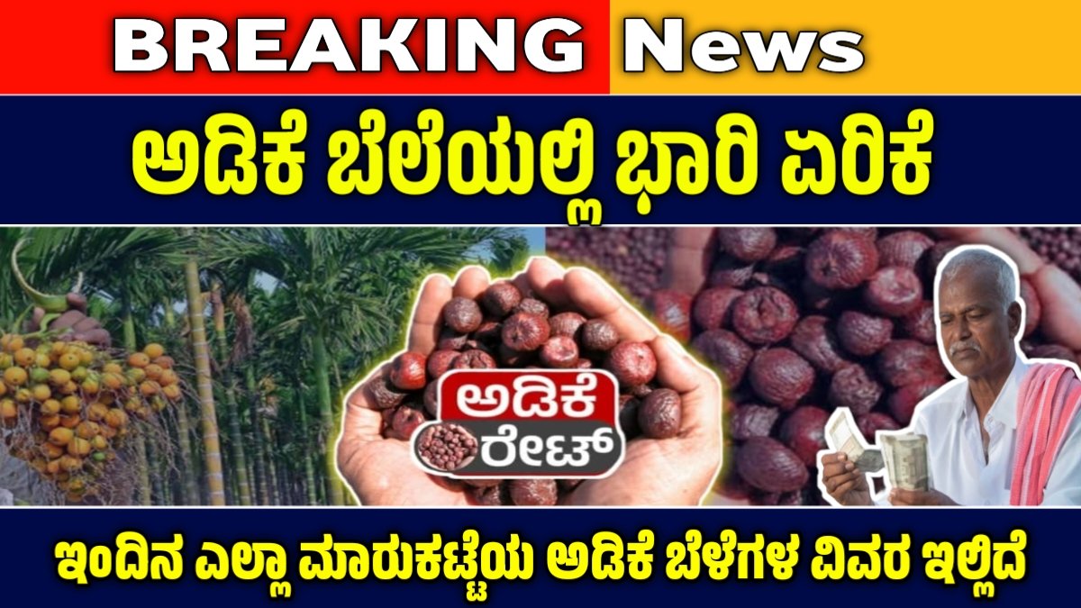 ಅಡಿಕೆ ಕಾಯಿ